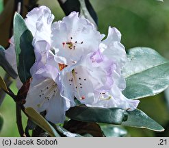 Rhododendron rufum