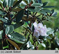 Rhododendron rufum