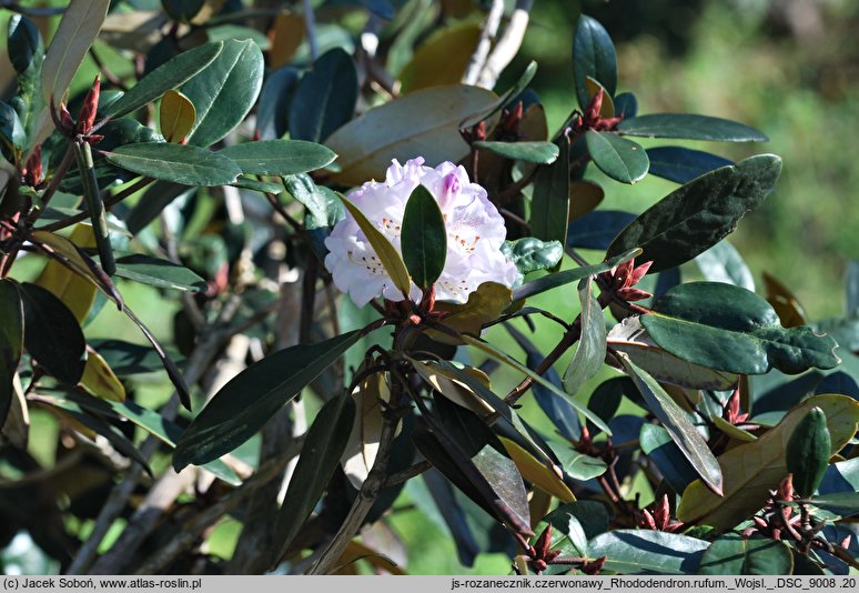 Rhododendron rufum