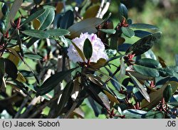 Rhododendron rufum