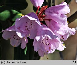 Rhododendron oreodoxa (różanecznik dekoracyjny)