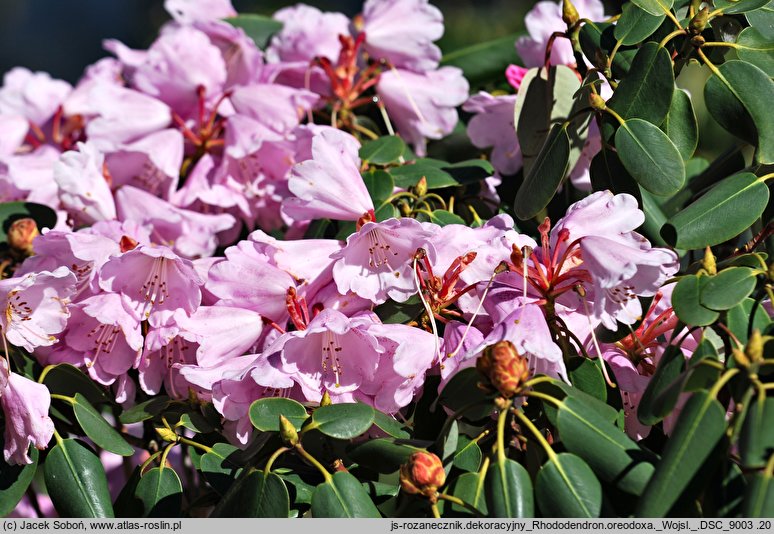 Rhododendron oreodoxa (różanecznik dekoracyjny)