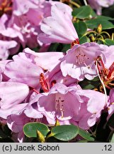 Rhododendron oreodoxa (różanecznik dekoracyjny)