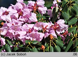 Rhododendron oreodoxa (różanecznik dekoracyjny)