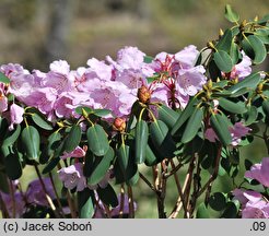 Rhododendron oreodoxa (różanecznik dekoracyjny)