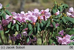 Rhododendron oreodoxa (różanecznik dekoracyjny)