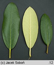 Rhododendron catawbiense