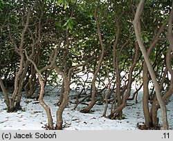 Rhododendron catawbiense