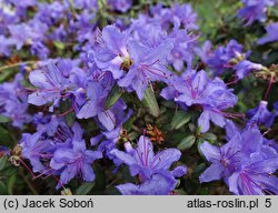 Rhododendron impeditum Dais Catinifolia