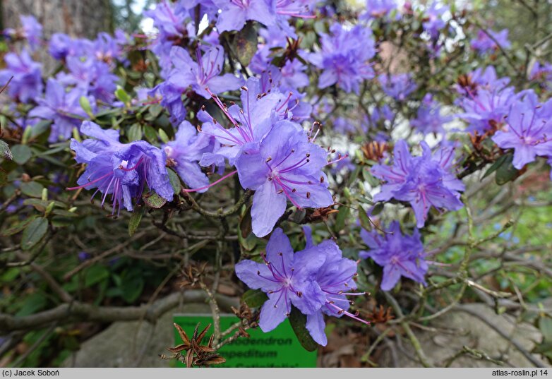 Rhododendron impeditum Dais Catinifolia