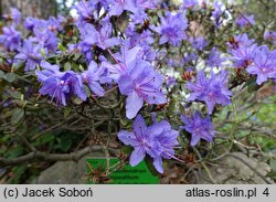 Rhododendron impeditum Dais Catinifolia