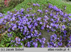 Rhododendron impeditum Dais Catinifolia