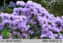 Rhododendron impeditum (różanecznik gęsty)