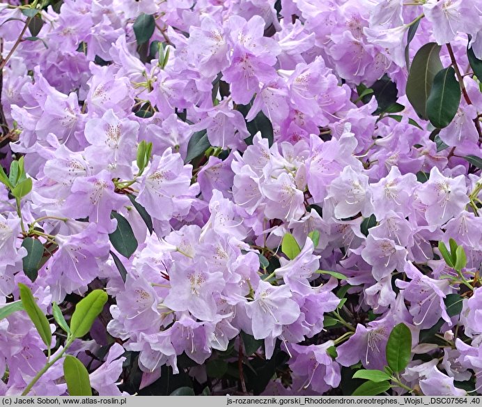 Rhododendron oreotrephes (różanecznik górski)
