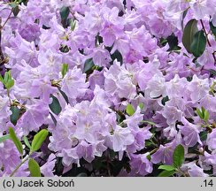 Rhododendron oreotrephes (różanecznik górski)