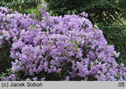 Rhododendron oreotrephes (różanecznik górski)