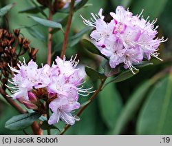 Rhododendron racemosum (różanecznik groniasty)