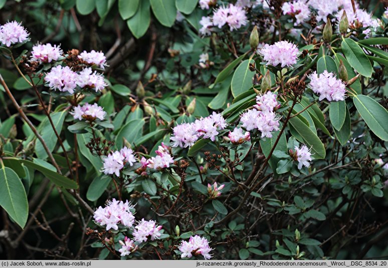 Rhododendron racemosum (różanecznik groniasty)