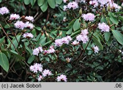 Rhododendron racemosum (różanecznik groniasty)