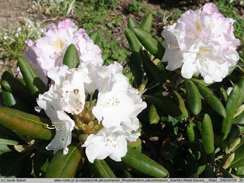 Rhododendron yakushimanum Koichiro Wada Decora