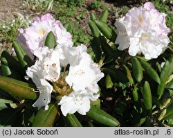 Rhododendron yakushimanum Koichiro Wada Decora