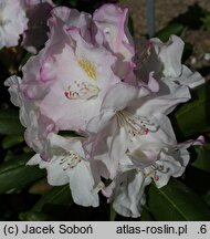 Rhododendron yakushimanum Koichiro Wada Decora
