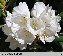 Rhododendron yakushimanum (różanecznik jakuszimański)