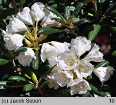 Rhododendron yakushimanum (różanecznik jakuszimański)