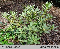 Rhododendron yungningense (różanecznik jungningeński)