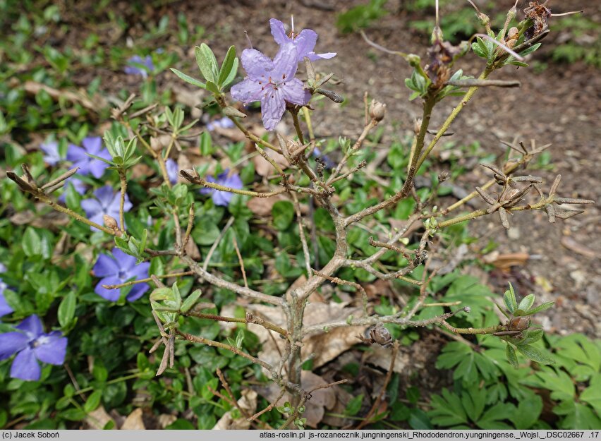 Rhododendron yungningense (różanecznik jungningeński)
