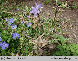 Rhododendron yungningense (różanecznik jungningeński)