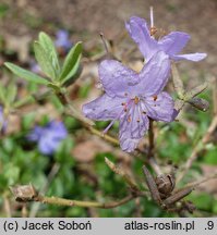 Rhododendron yungningense (różanecznik jungningeński)