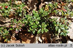 Rhododendron keleticum (różanecznik powabny)