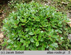 Rhododendron campylogynum (różanecznik krzywozalążniowy)
