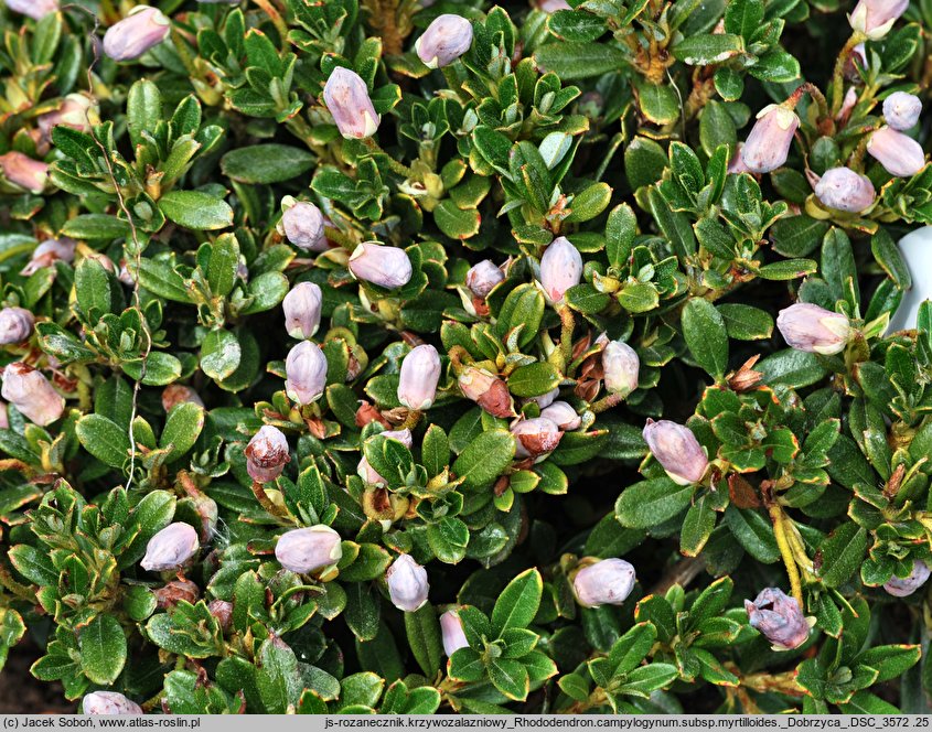 Rhododendron campylogynum (różanecznik krzywozalążniowy)