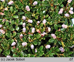 Rhododendron campylogynum (różanecznik krzywozalążniowy)