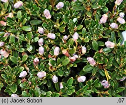 Rhododendron campylogynum subsp. myrtilloides (różanecznik krzywozalążniowy)