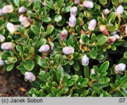 Rhododendron campylogynum (różanecznik krzywozalążniowy)