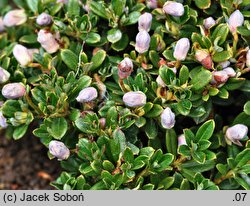 Rhododendron campylogynum subsp. myrtilloides (różanecznik krzywozalążniowy)