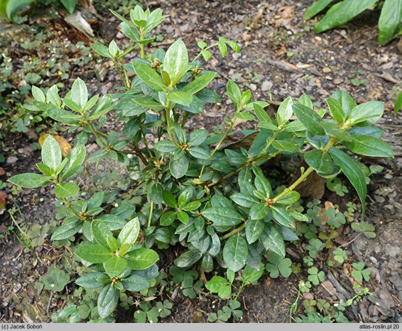 Rhododendron moupinense (różanecznik moupiński)