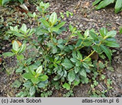 Rhododendron moupinense (różanecznik moupiński)