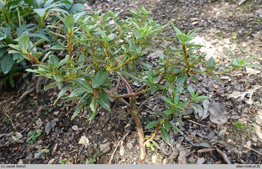 Rhododendron glaucophyllum (różanecznik niebieskolistny)