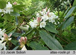 Rhododendron decorum