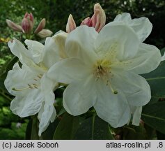 Rhododendron decorum