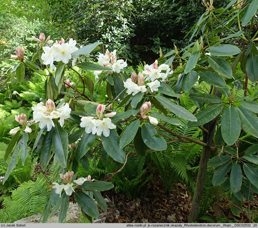 Rhododendron decorum