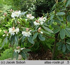 Rhododendron decorum