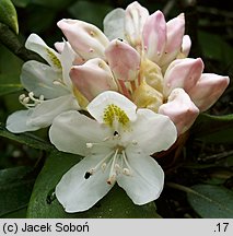 Rhododendron maximum