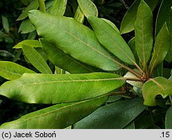 Rhododendron maximum