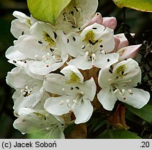 Rhododendron maximum