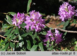 Rhododendron ponticum (różanecznik pontyjski)